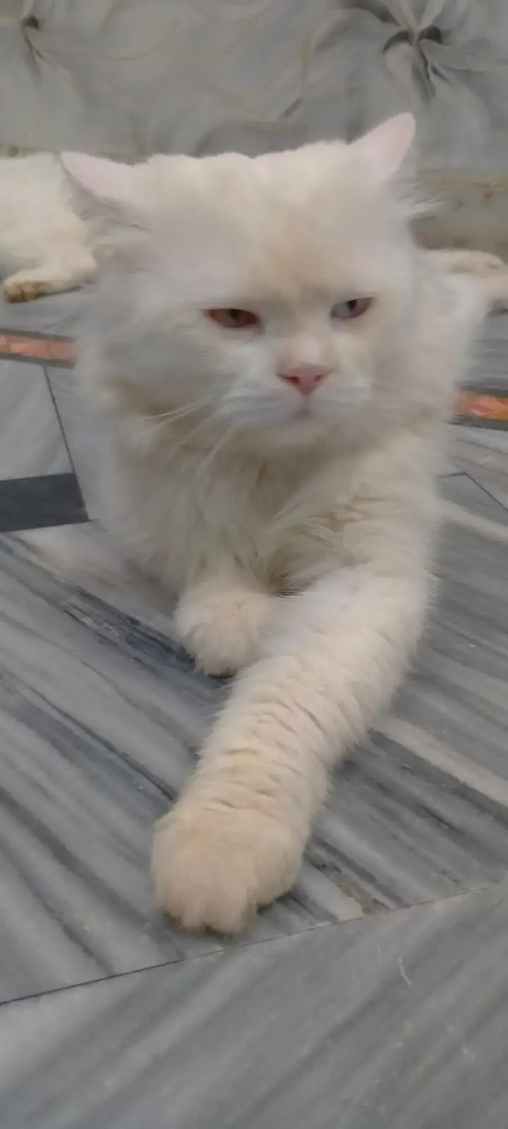 Persian kittens — photo 4