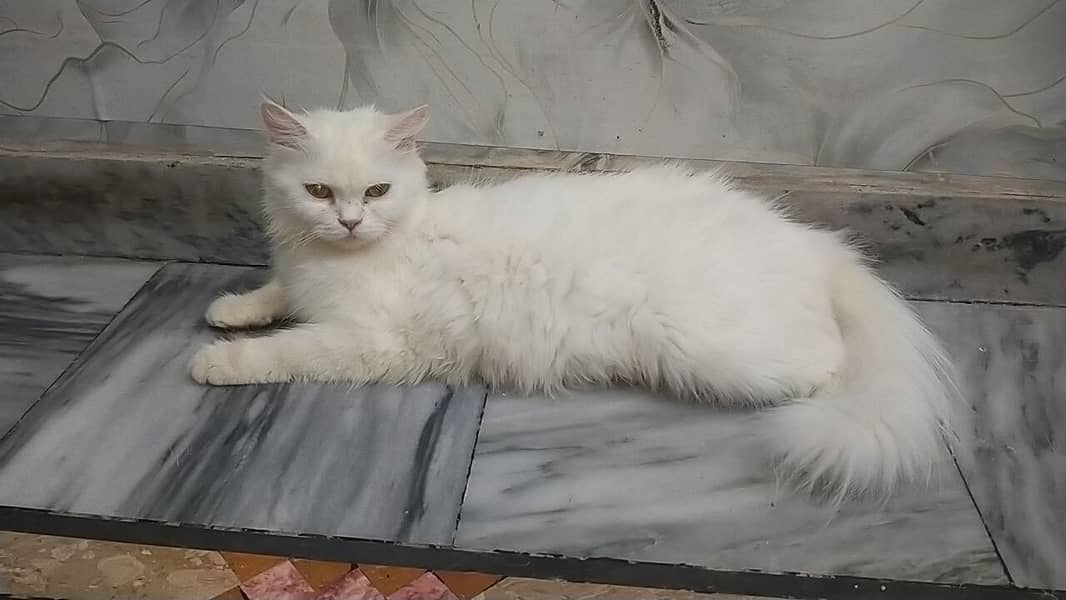 Persian kittens 4