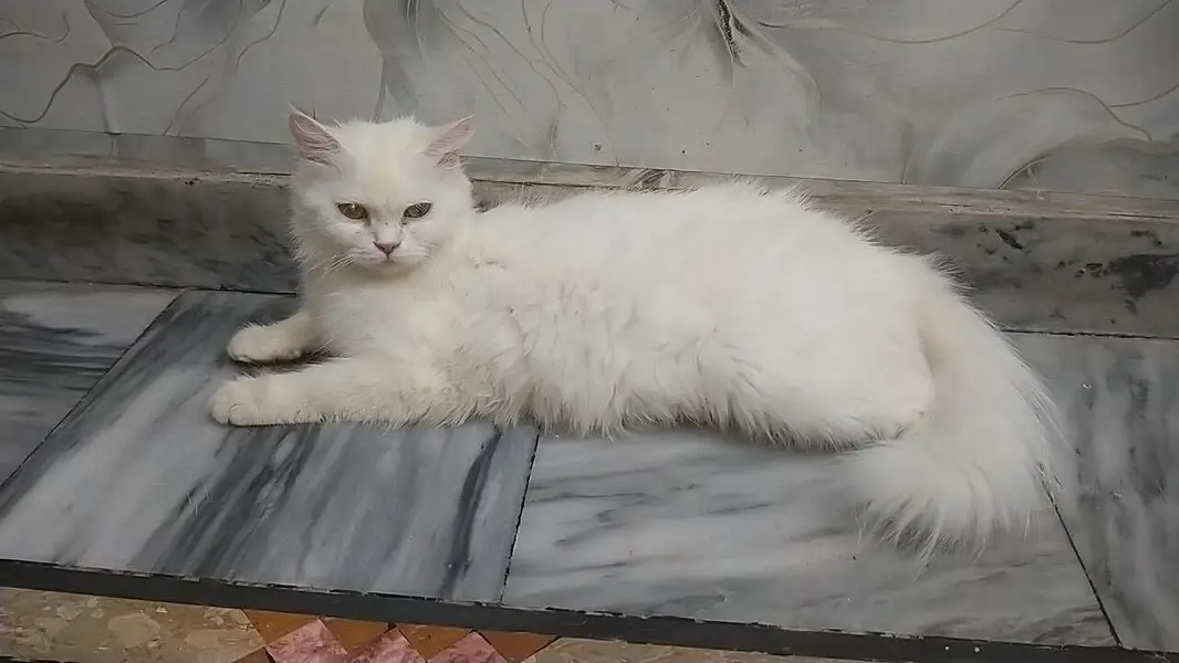 Persian kittens — photo 5
