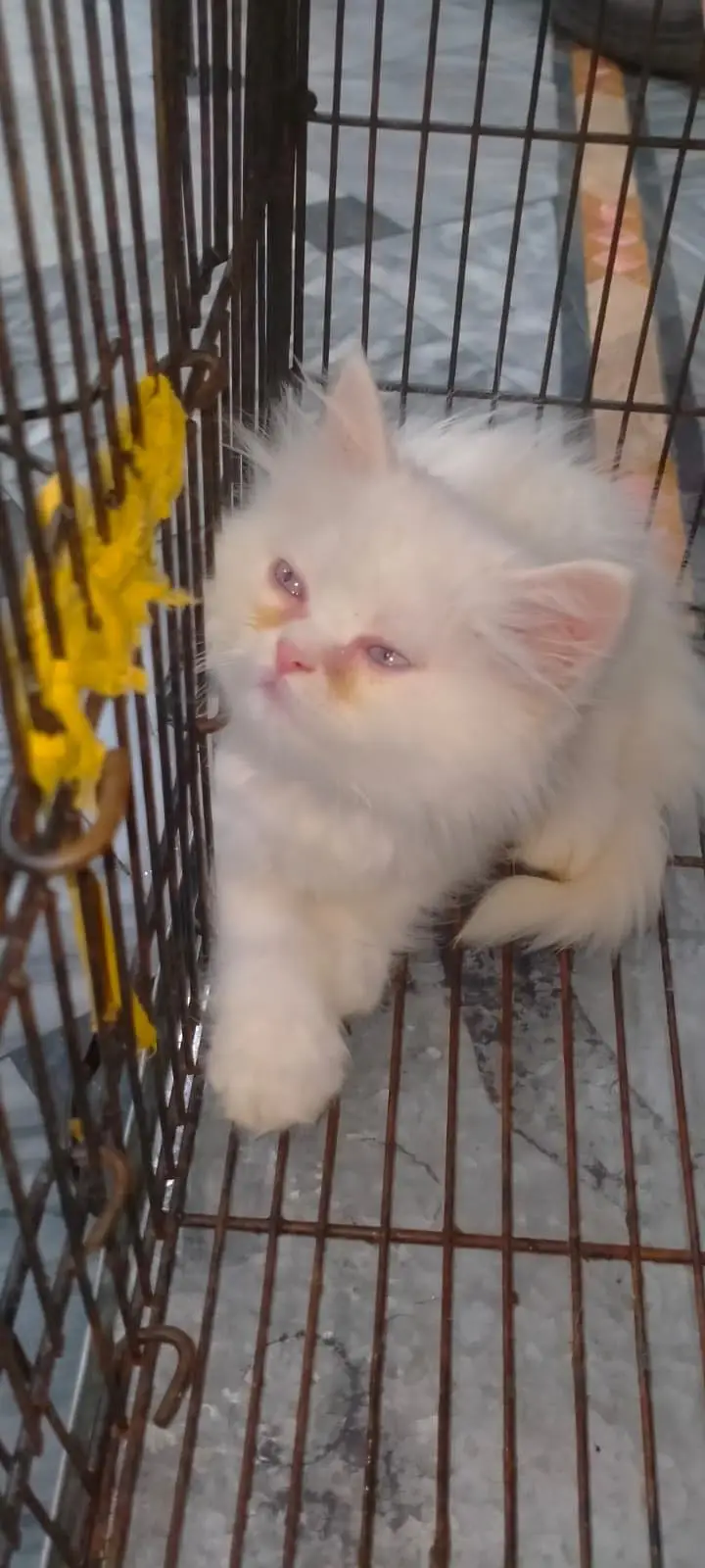 Persian kittens — photo 6