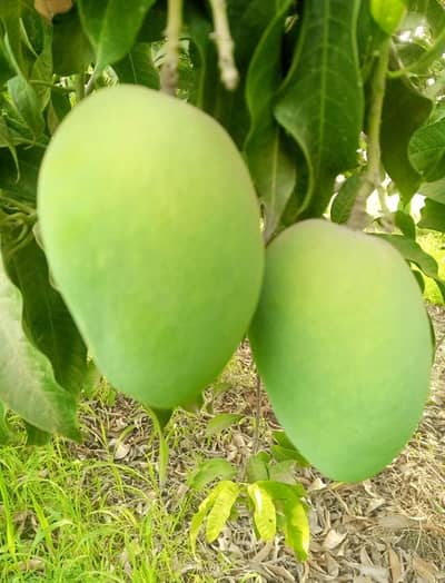FRESH MANGOES FOR SALE /FRESH SEASONABLE FRUITS