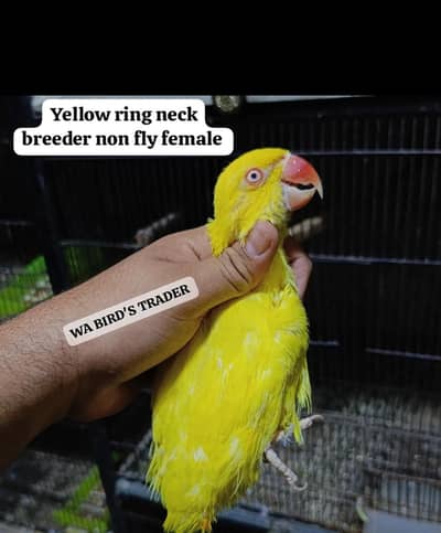 yellow Breeder Female