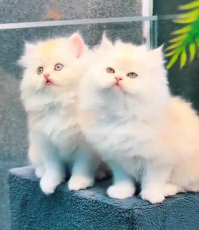 (Persian female kitten) (for sale all) (Pakistan delivery available)