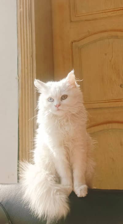 White Persian cat