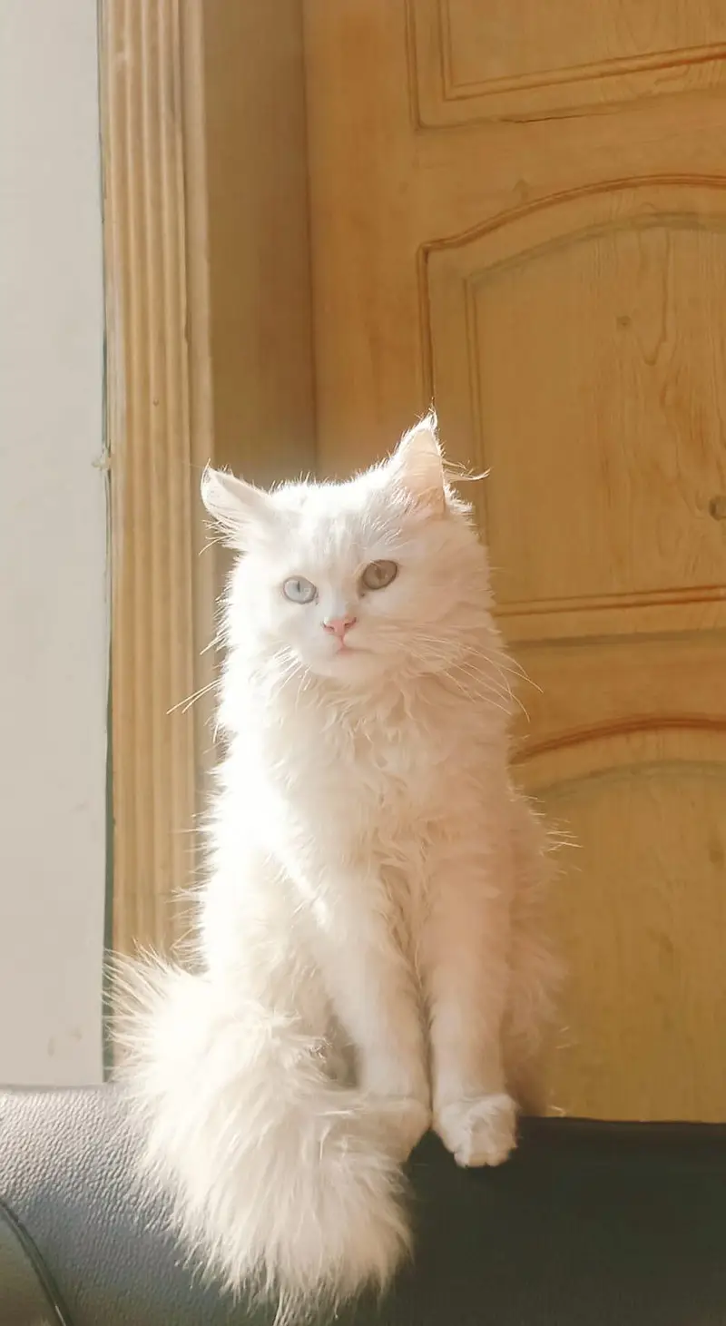 White Persian cat