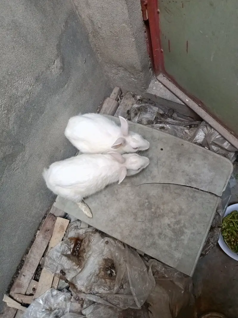 Red eyes white rabbit