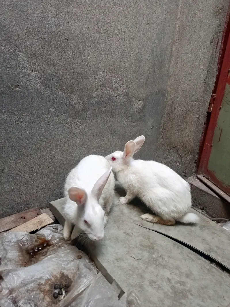 Red eyes white rabbit — photo 2