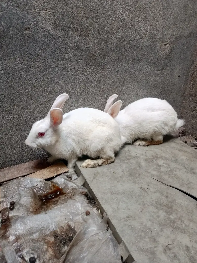 Red eyes white rabbit — photo 3