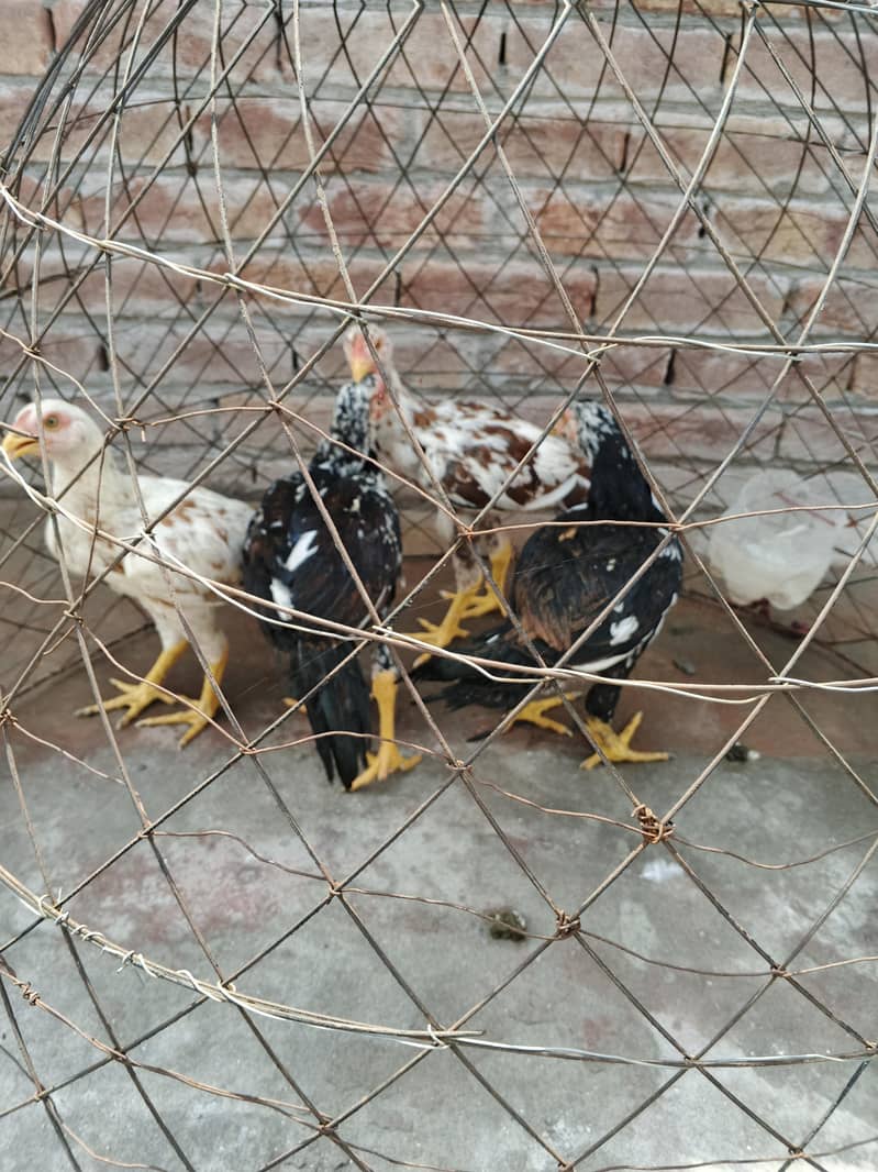 میاں واریسی 0
