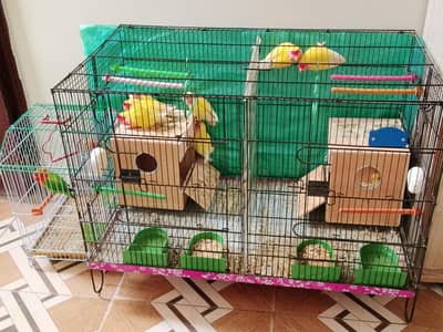 2 Lovebird pair with 5 chicks and cage available for sale