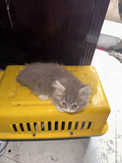 Cat Cage for Sale in good condition