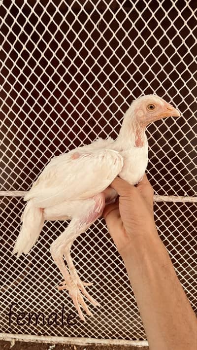 Heera aseel aur jawa aseel chicks
