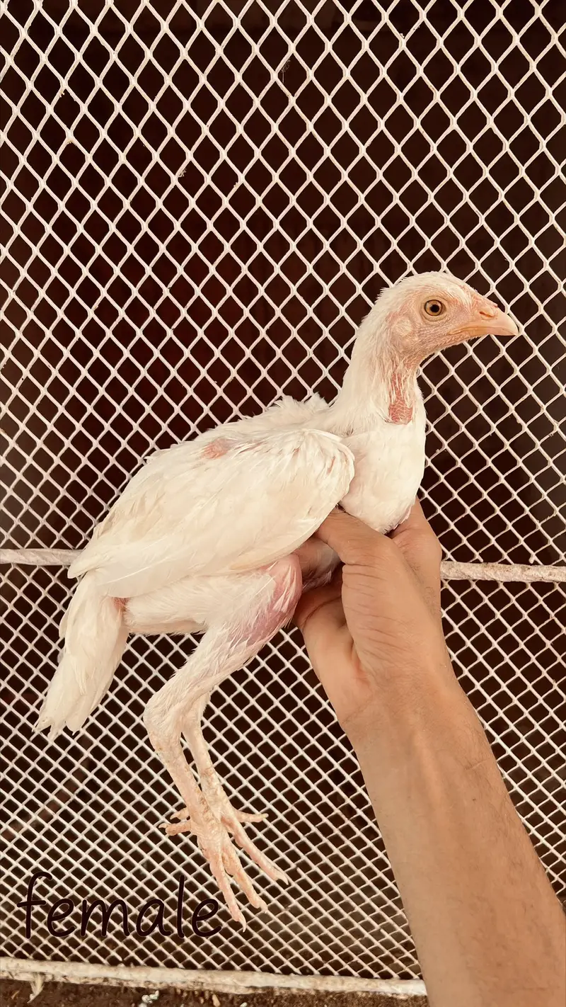 Heera aseel aur jawa aseel chicks