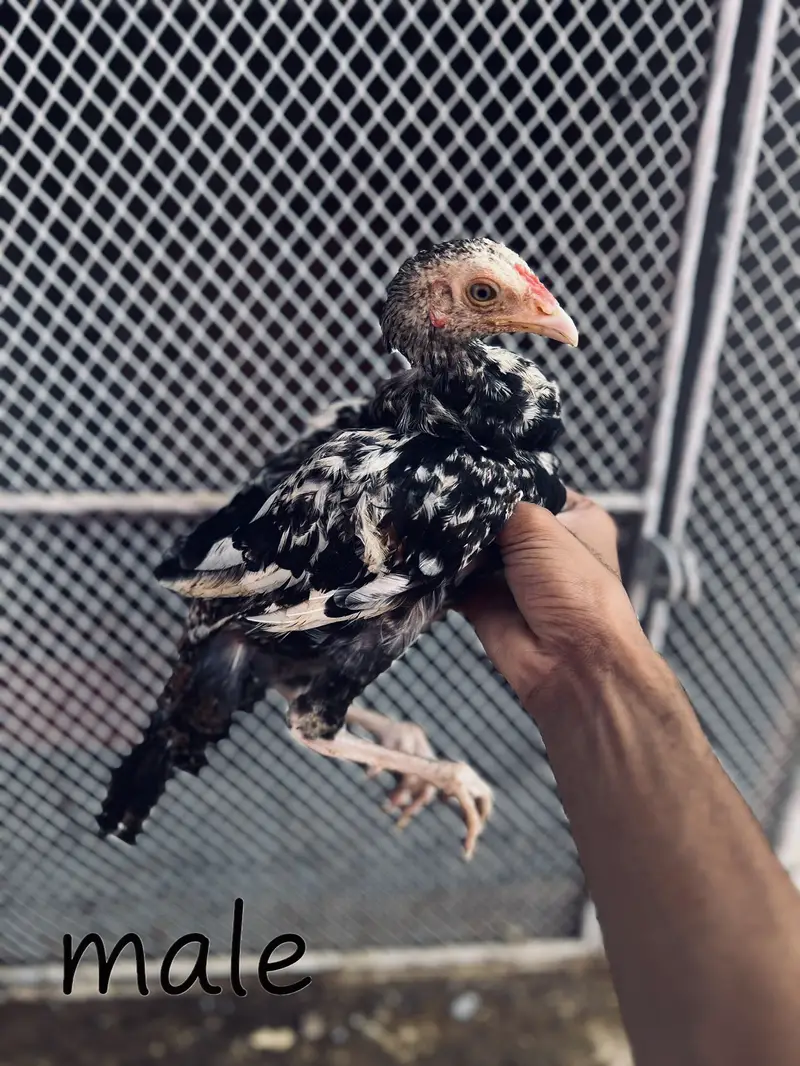 Heera aseel aur jawa aseel chicks — photo 2