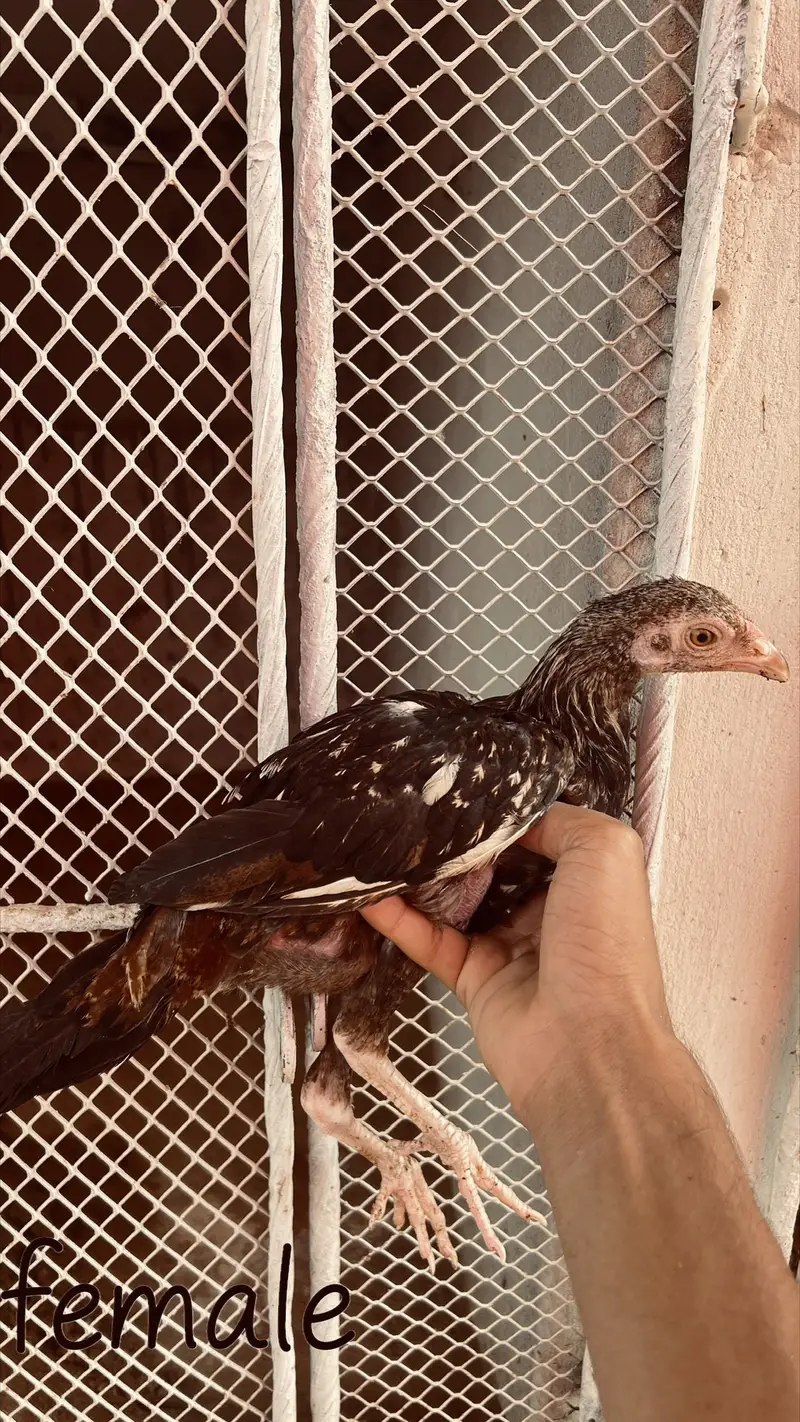 Heera aseel aur jawa aseel chicks — photo 5