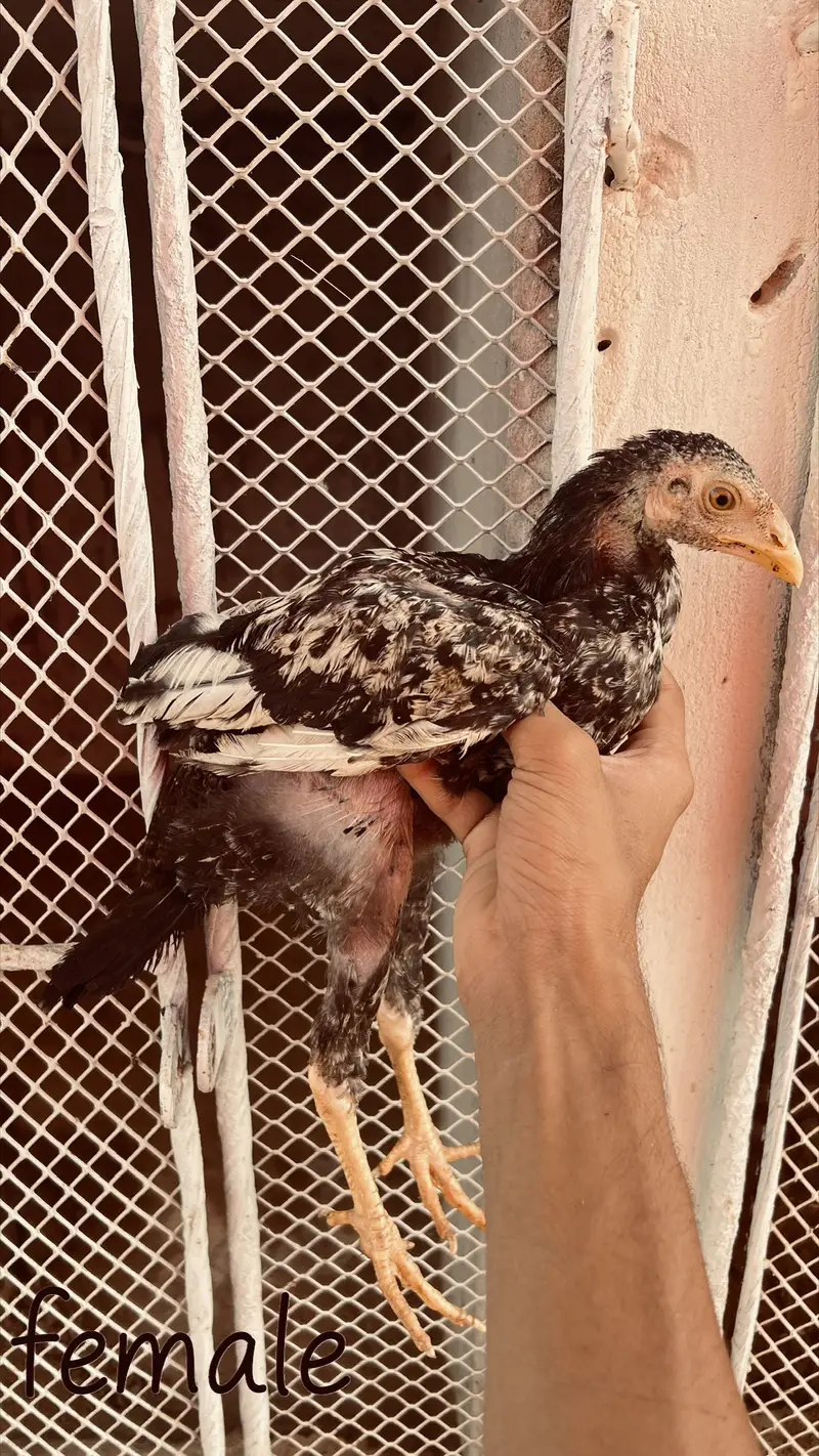 Heera aseel aur jawa aseel chicks — photo 6