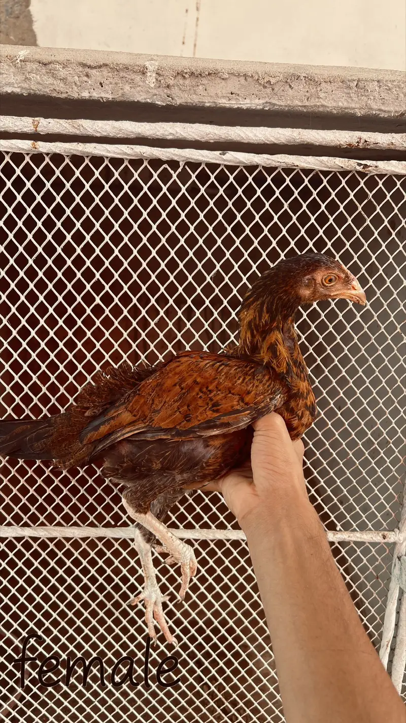 Heera aseel aur jawa aseel chicks — photo 8