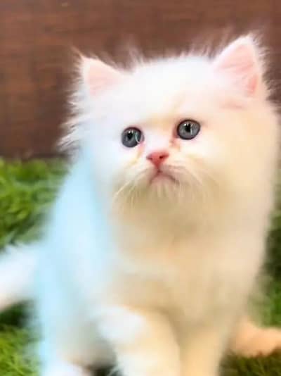 (Persian female kitten) (for sale all) (Pakistan delivery available)