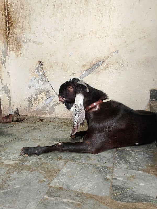 beetal Bakra 0