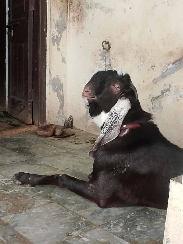 beetal Bakra 1