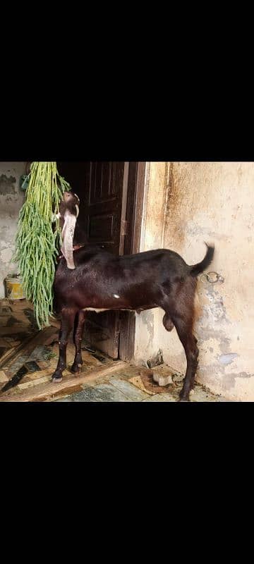 beetal Bakra 2