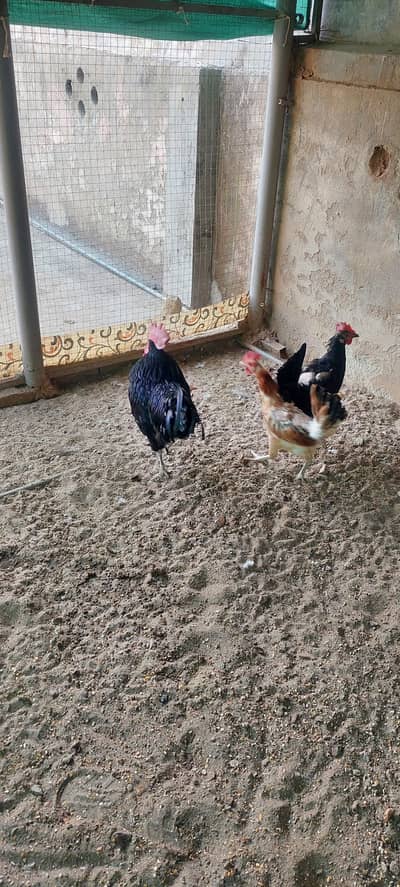Asterlop Hen Pair