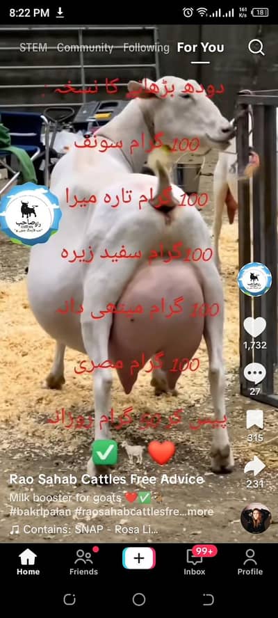 Goat milk.  Whatsapp 03244695410