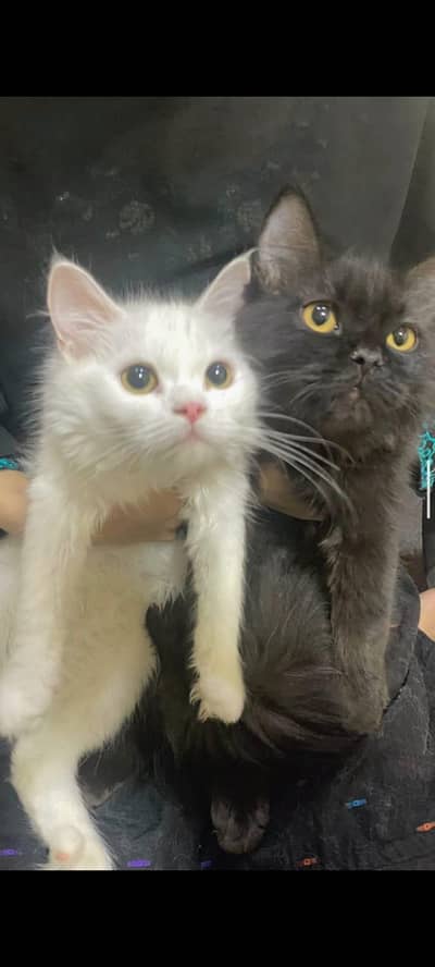 luki and gunata kittens pair