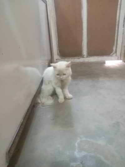 Persian Kitten Cat
