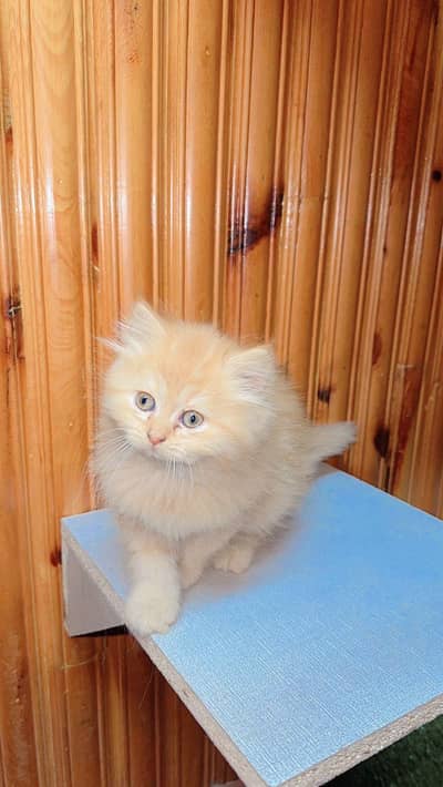 persian cat for sale MywatsapppNumber0341-15-94-140