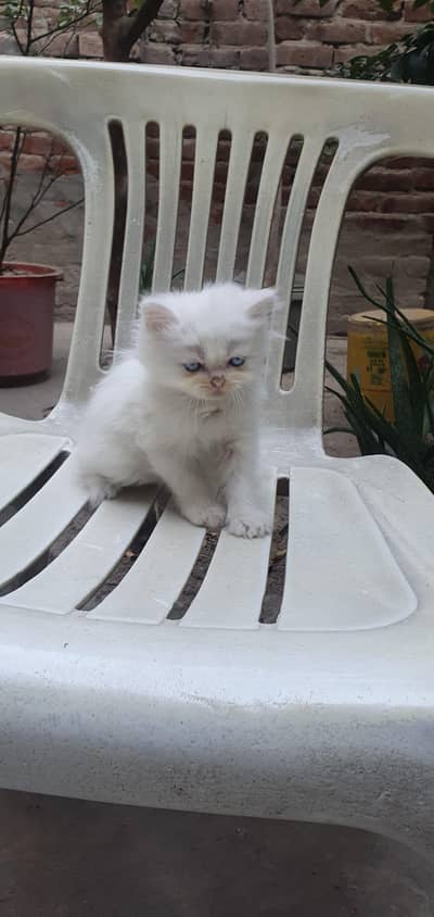 persian kittens