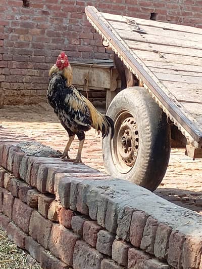 Aseel java for sale location hafizabad