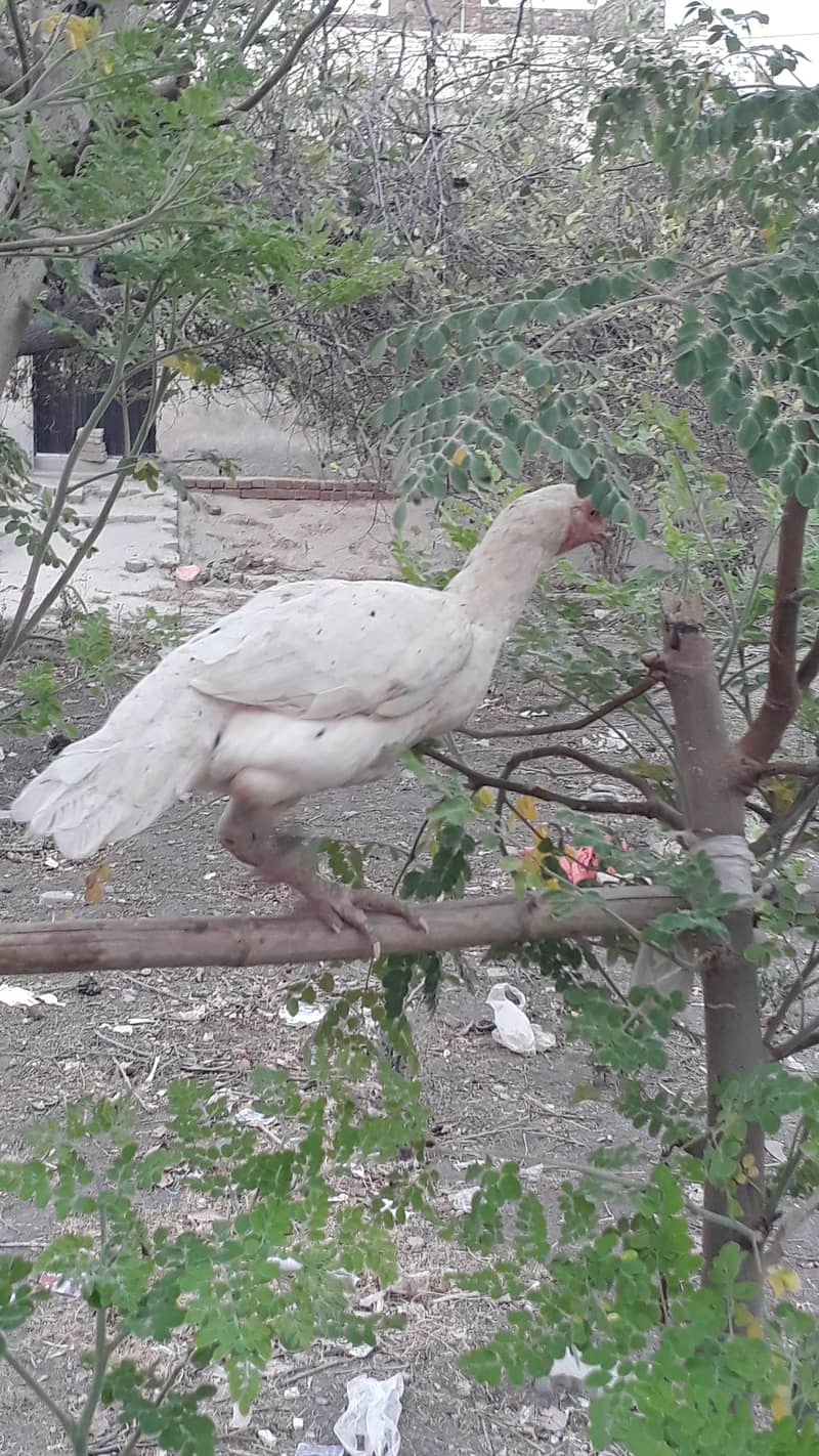یہ مرغیاں اچھا ہے آپ 6