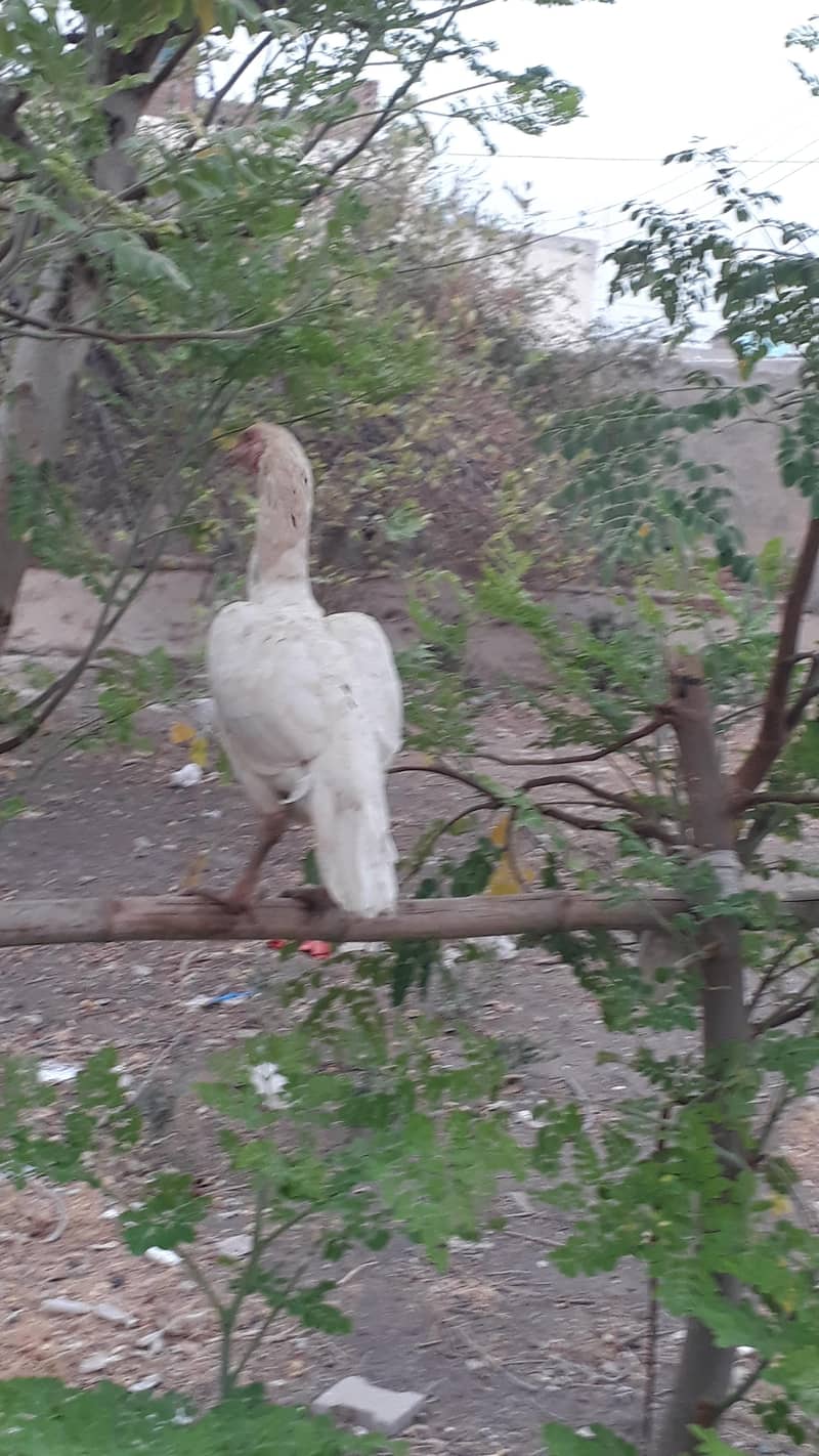 یہ مرغیاں اچھا ہے آپ 8