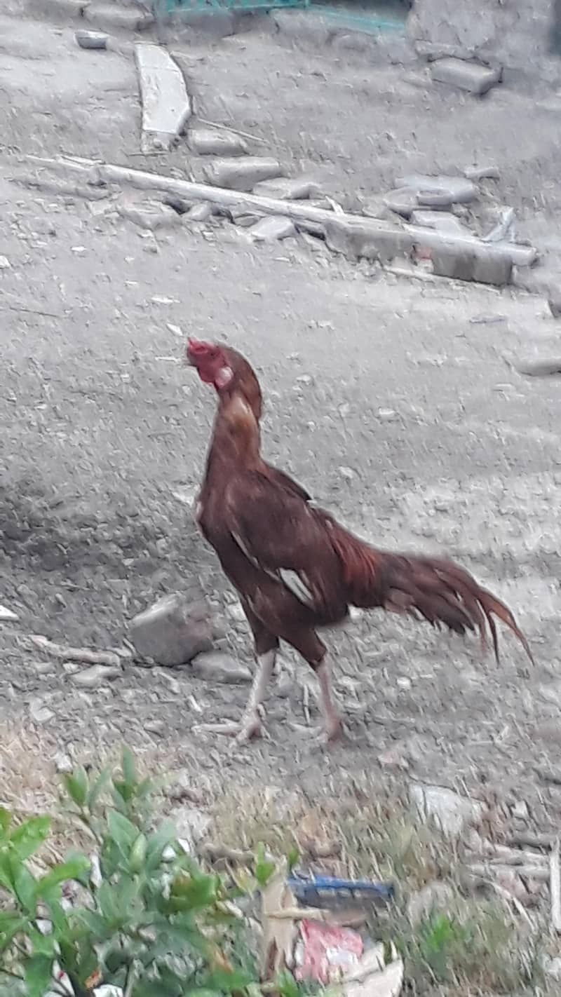 یہ مرغیاں اچھا ہے آپ 10
