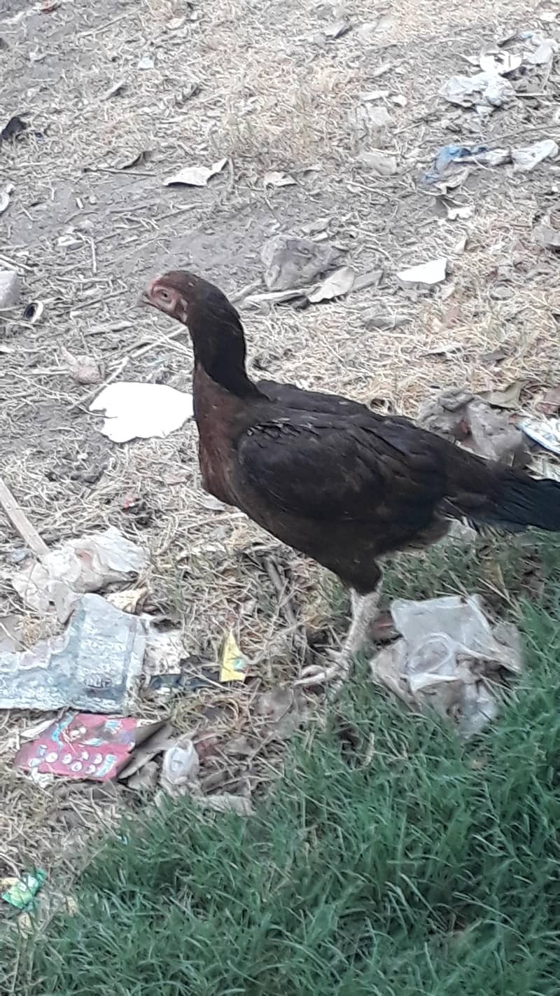 یہ مرغیاں اچھا ہے آپ 11