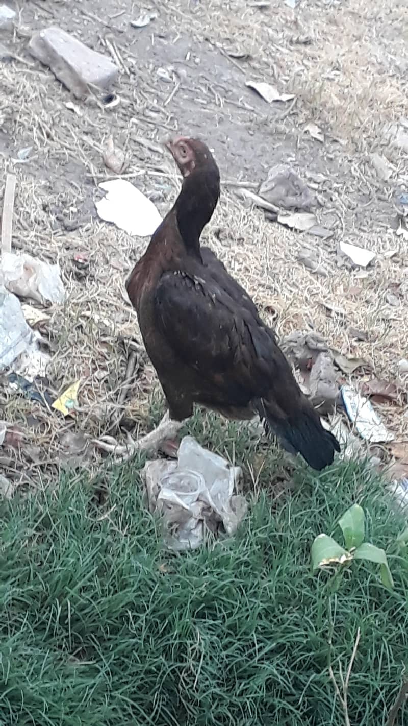یہ مرغیاں اچھا ہے آپ 12