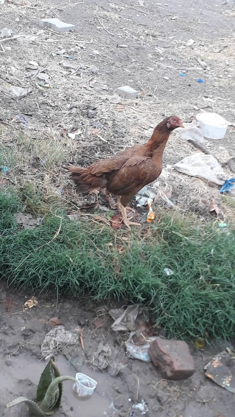 یہ مرغیاں اچھا ہے آپ 13