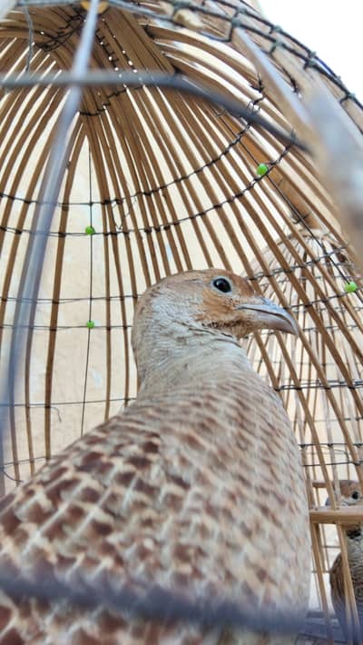 pair tetar Sindhi original breeder female age 3yrs male 3,6
