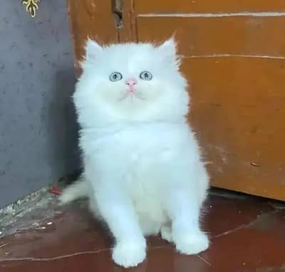 (Persian female kitten) (for sale all) (Pakistan delivery available)