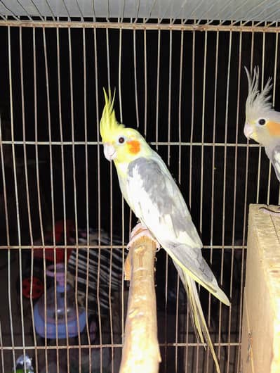 Healthy aur active Cockatiel pair available hai