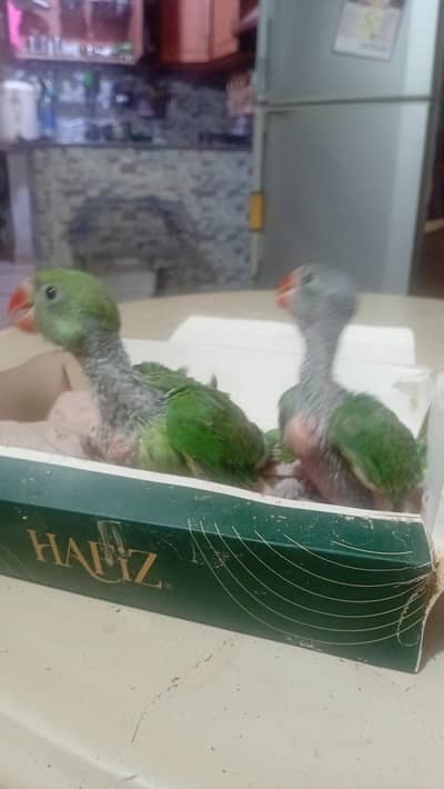 ringneck parrot baby