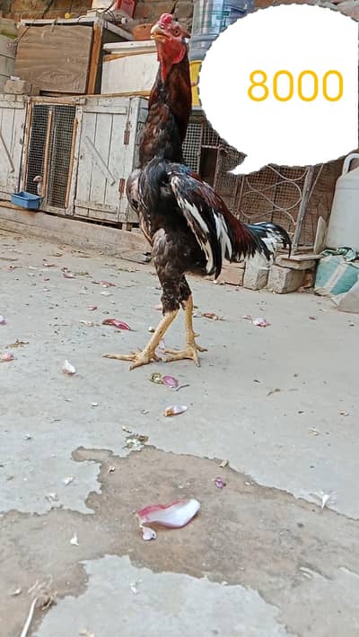 aseel miyanwali healthy and active