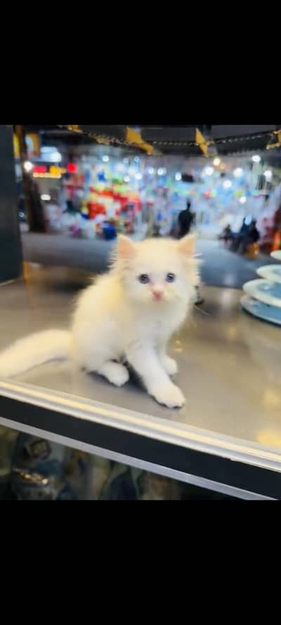 persian cat for sale MywatsapppNumber0341-15-94-140