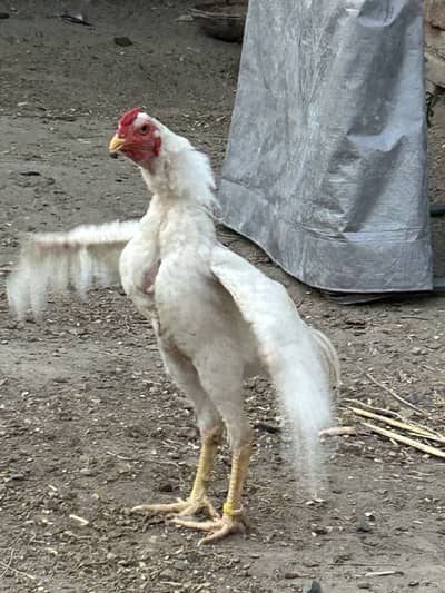 White Aseel cock for sale