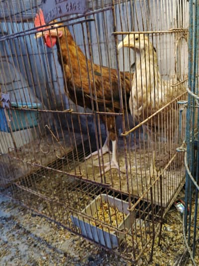 parrots & hens sale