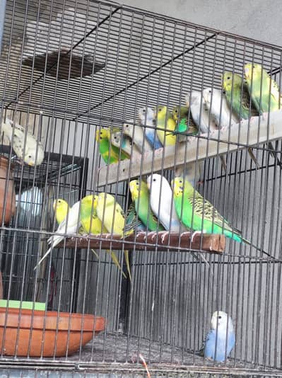 Australian Budgies Pair Healthy Breeding Birds