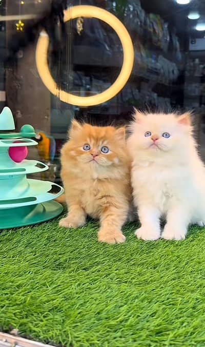 Persian kittens