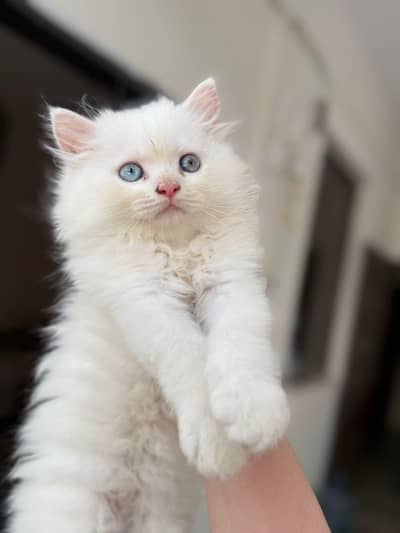 odd eyes male pure snow white Persian kitten