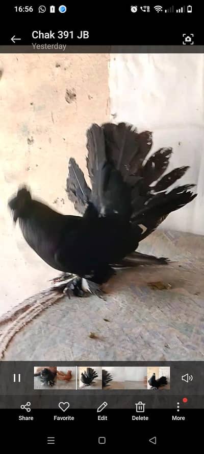 American breed faitail beautiful pigeons for sale
